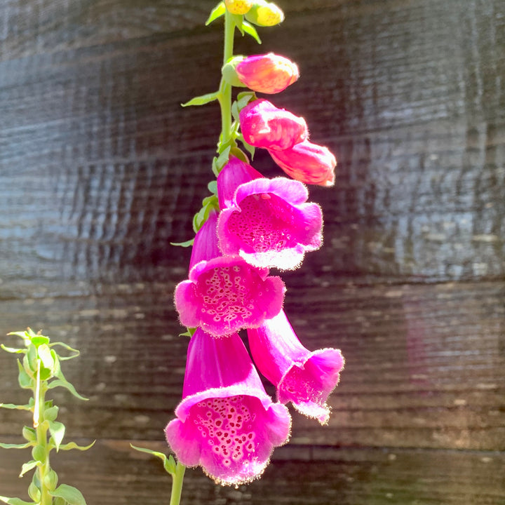 Digitalis purpurea 'Foxy' ~ Foxy Foxglove-ServeScape