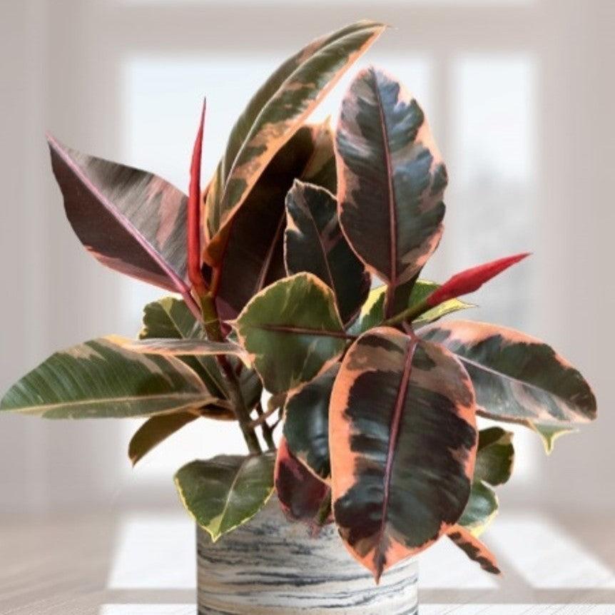 Ficus elastica 'Ruby' ~ Ruby Rubber Plant-ServeScape