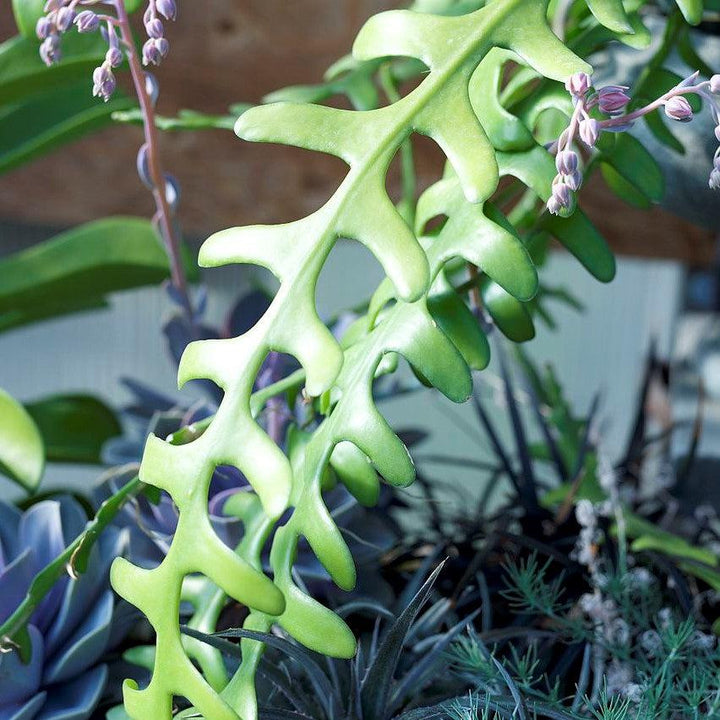 Epiphyllum anguliger ~ Monrovia® Fishbone Cactus-ServeScape