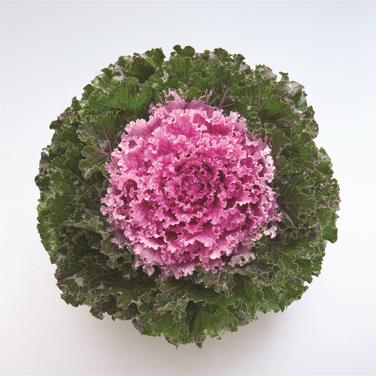 Brassica oleracea 'Crystal Pink' ~ Crystal Pink Ornamental Kale-ServeScape