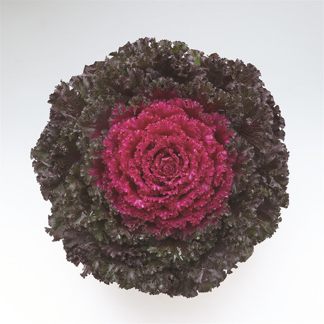 Brassica oleracea 'Crystal Deep Red' ~ Crystal Deep Red Ornamental Kale-ServeScape