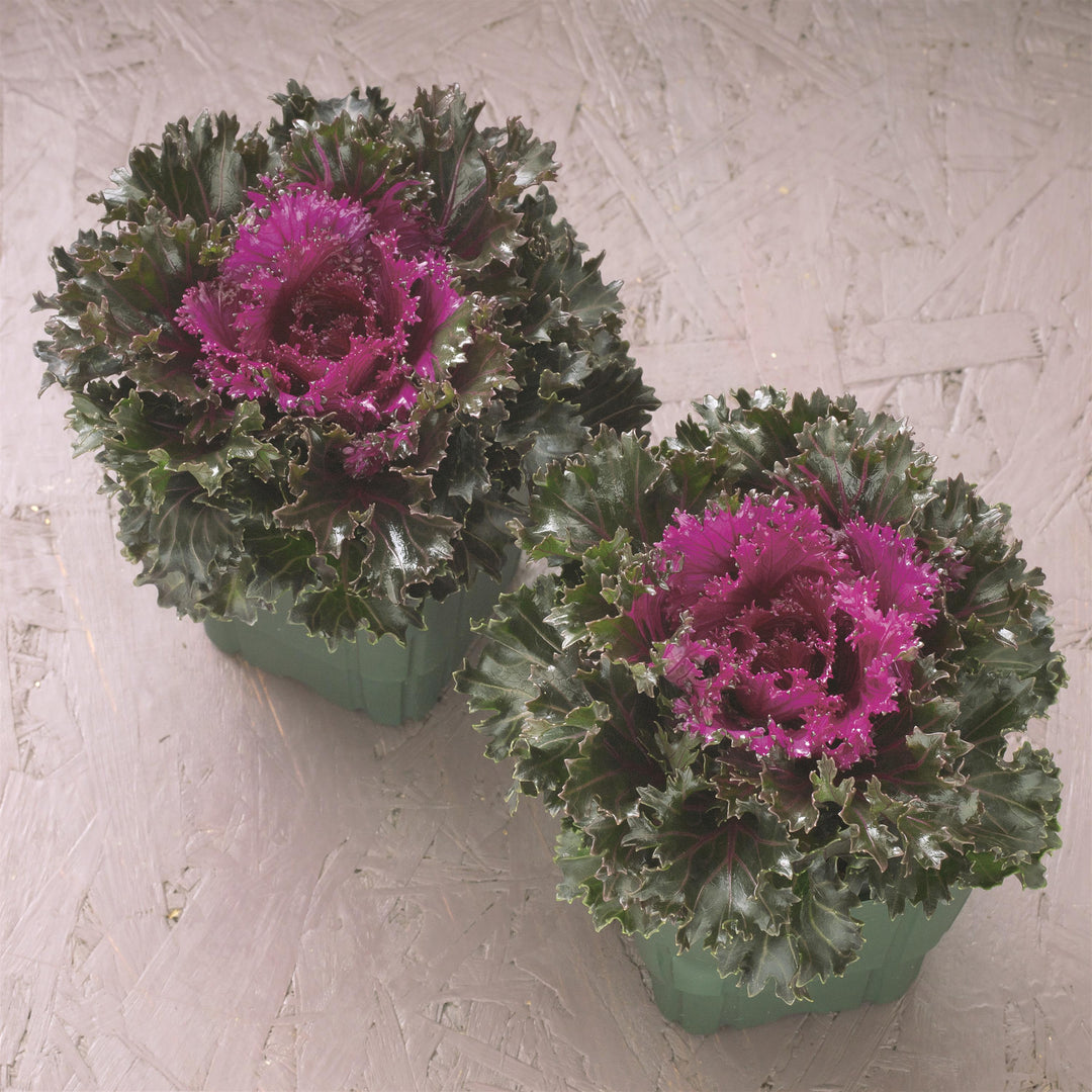 Brassica oleracea 'Crystal Red' ~ Crystal Red Ornamental Kale-ServeScape