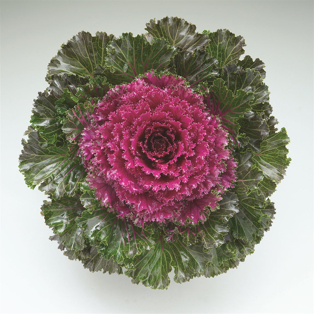 Brassica oleracea 'Crystal Red' ~ Crystal Red Ornamental Kale-ServeScape