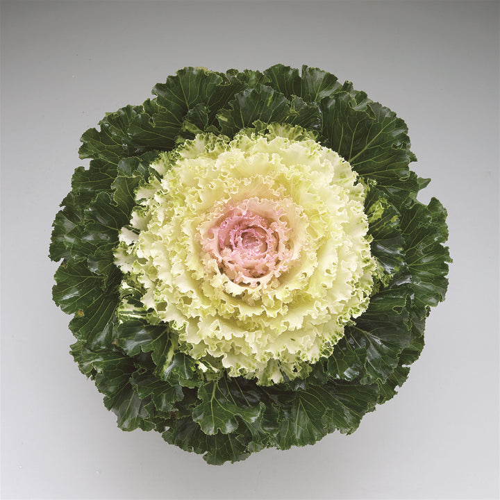 Brassica oleracea 'Crystal Snow' ~ Crystal Snow Ornamental Kale-ServeScape