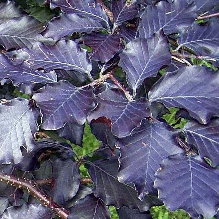 Fagus sylvatica 'Purpurea' ~ Purpleleaf Beech-ServeScape