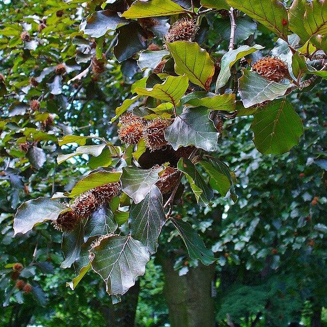 Fagus sylvatica 'Purpurea' ~ Purpleleaf Beech-ServeScape