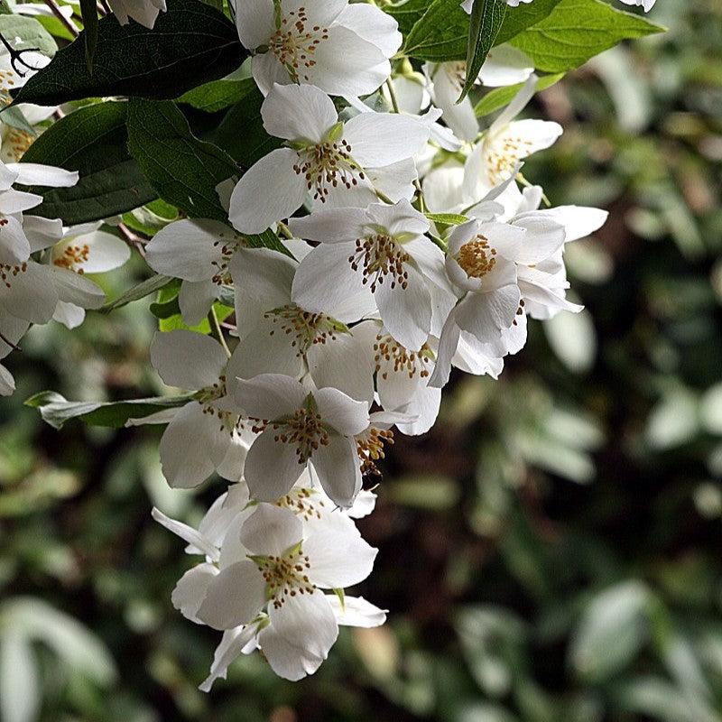 Philadelphus coronarius ~ Mockorange-ServeScape