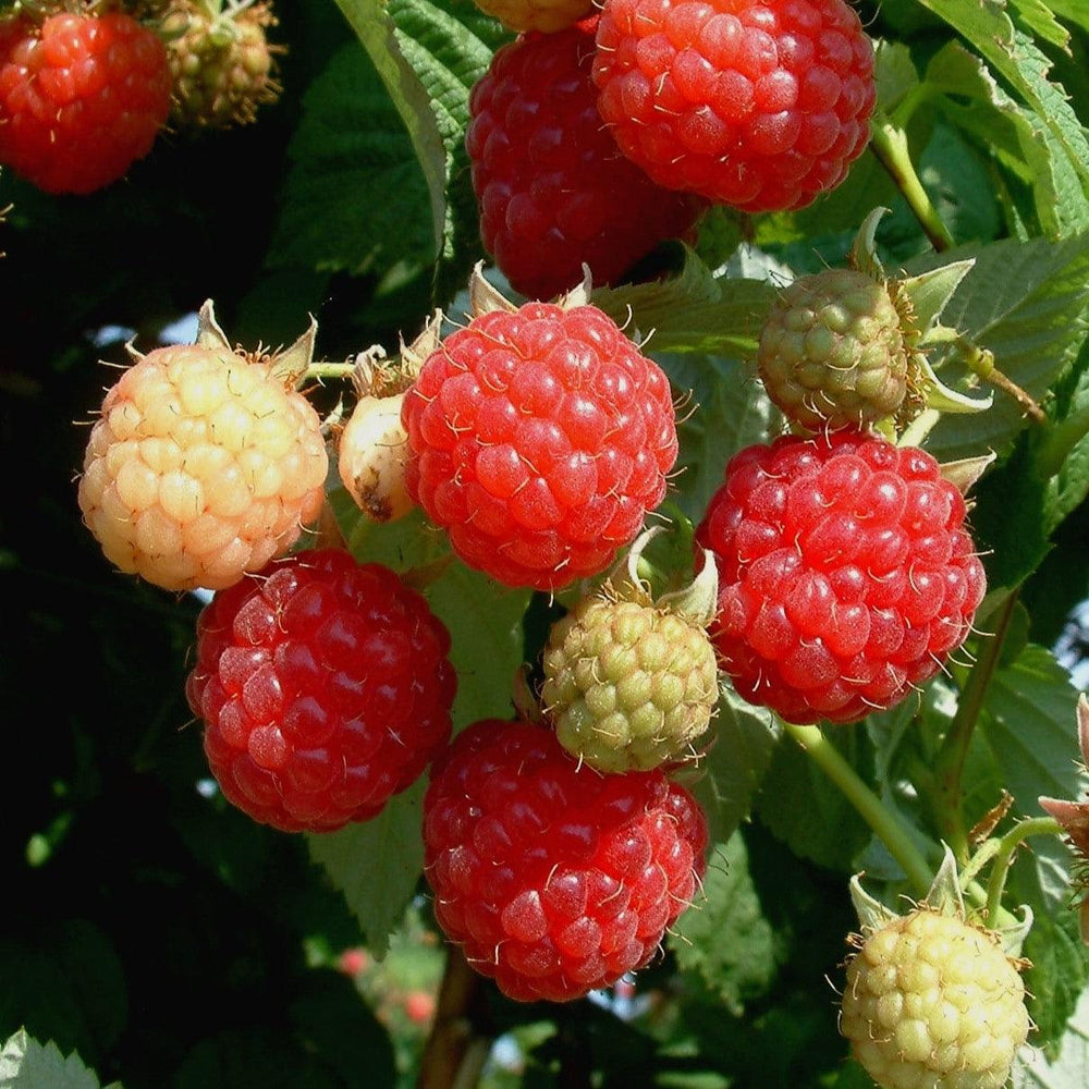 Rubus idaeus 'Encore' ~ Encore Raspberry-ServeScape
