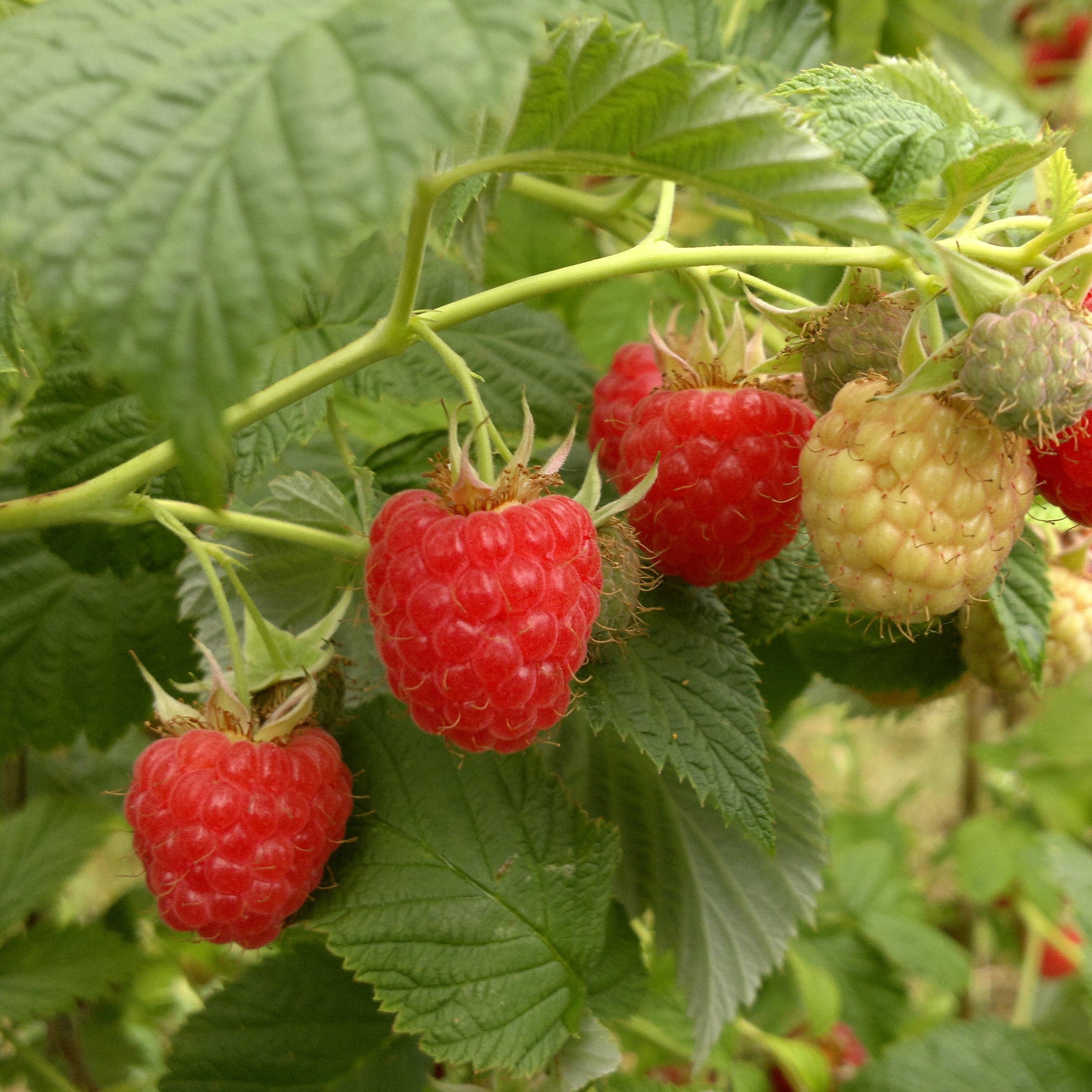Rubus idaeus 'Encore' ~ Encore Raspberry – ServeScape