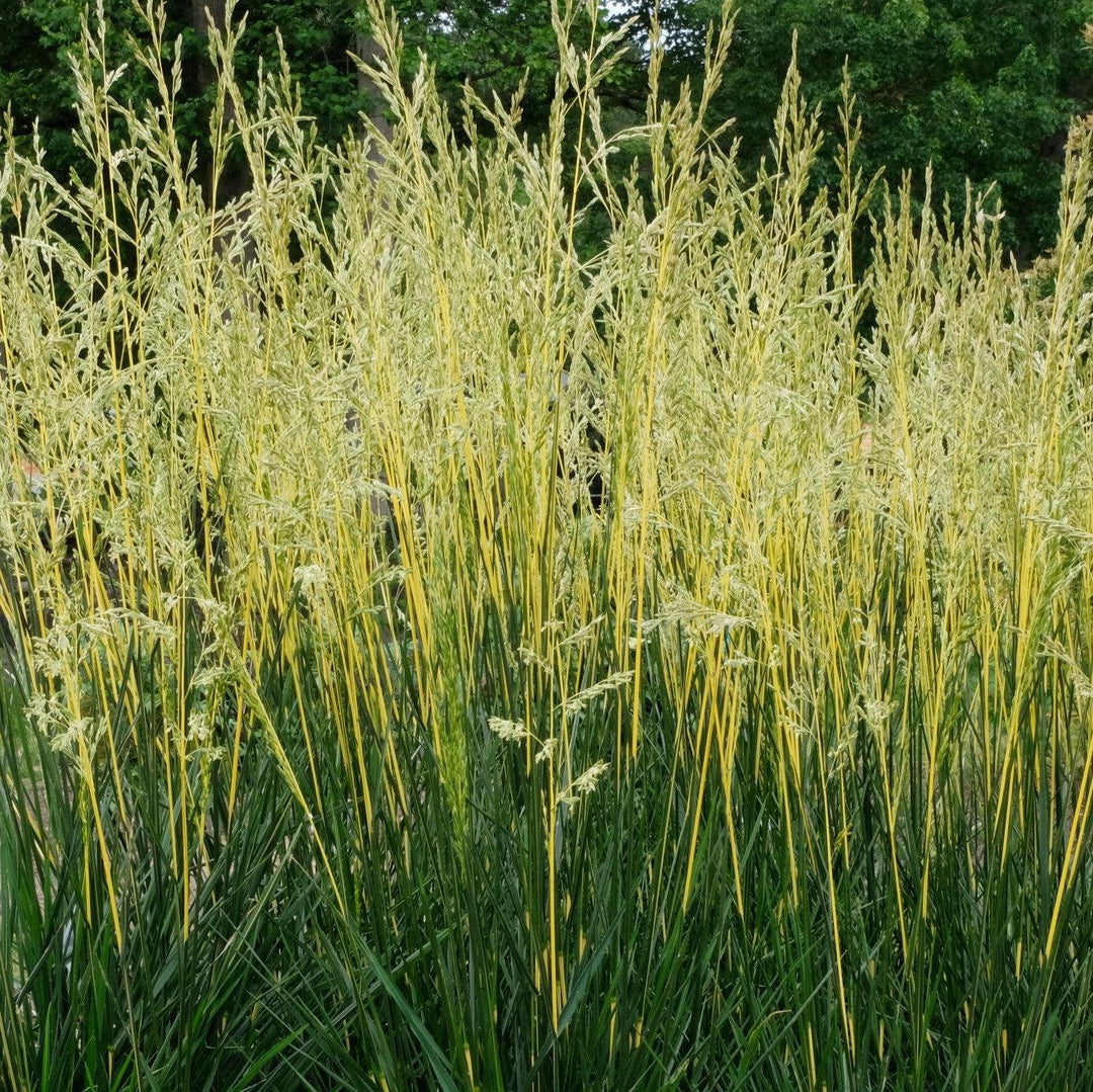 Festuca arundinacea 'Glow Sticks' PP34,648 ~ Monrovia® Glow Sticks Tall Fescue-ServeScape