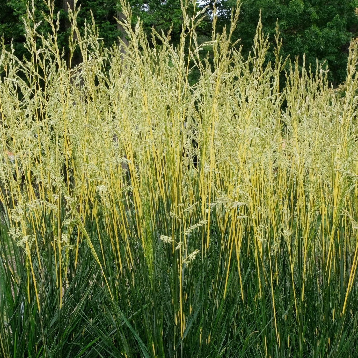 Festuca arundinacea 'Glow Sticks' PP34,648 ~ Monrovia® Glow Sticks Tall Fescue-ServeScape