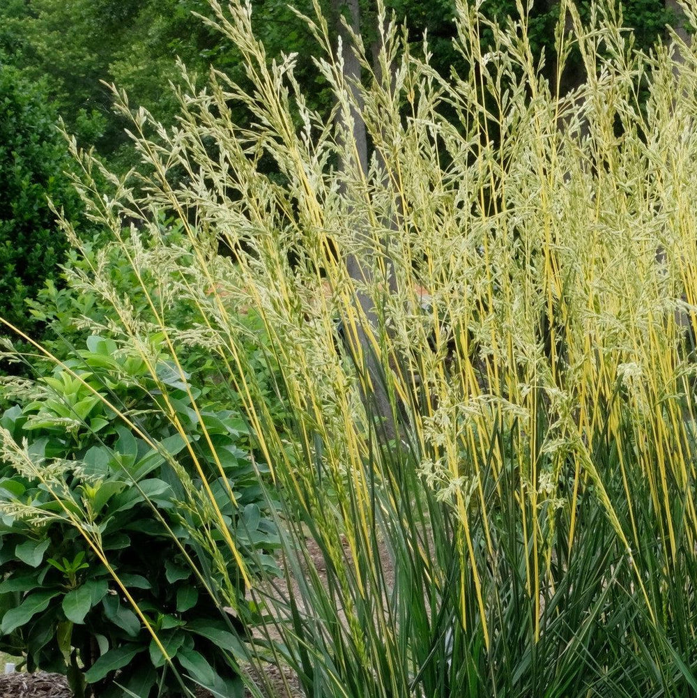 Festuca arundinacea 'Glow Sticks' PP34,648 ~ Monrovia® Glow Sticks Tall Fescue-ServeScape