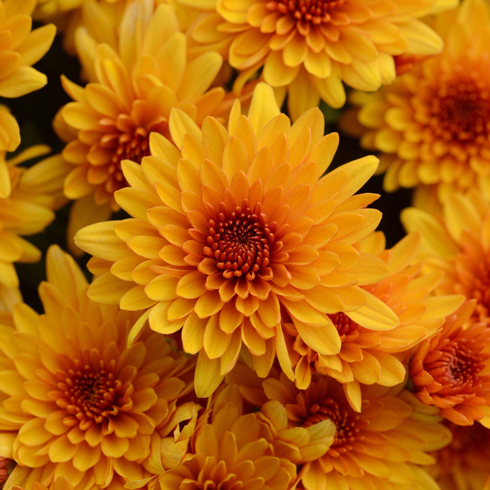 Chrysanthemum x morifolium 'Fireglow Bronze' ~ Fireglow Bronze Mum-ServeScape