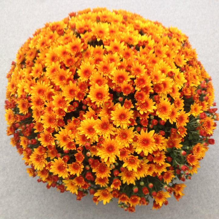 Chrysanthemum x morifolium 'Fireglow Bronze' ~ Fireglow Bronze Mum-ServeScape