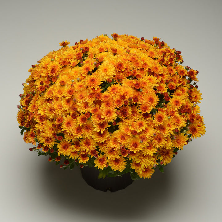 Chrysanthemum x morifolium 'Fireglow Bronze' ~ Fireglow Bronze Mum-ServeScape