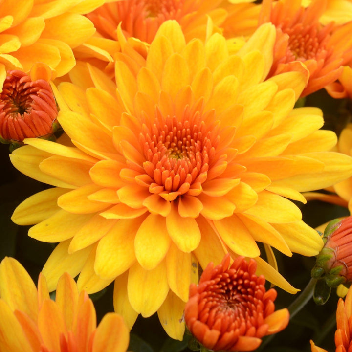 Chrysanthemum x morifolium 'Fireglow Bronze' ~ Fireglow Bronze Mum-ServeScape