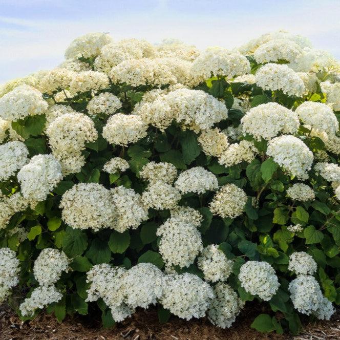 Hydrangea arborescens 'BAlful' ~ First Editions® FlowerFull™ Smooth Hydrangea-ServeScape