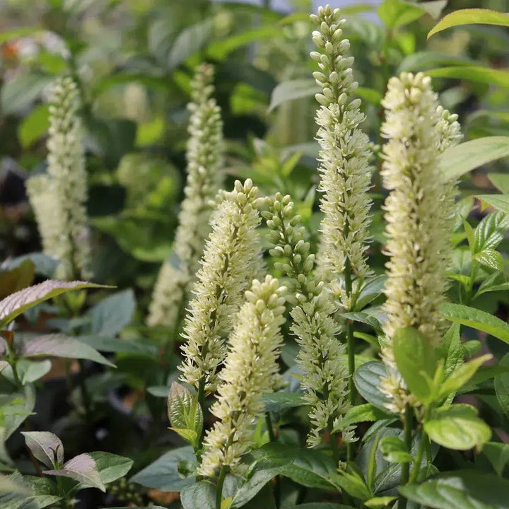 Itea virginica 'SMNIVMM' PP33549 ~ PW® Fizzy Mizzy® Sweetspire-ServeScape