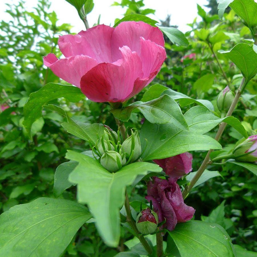 Hibiscus syriacus ~ Althea, Red-ServeScape