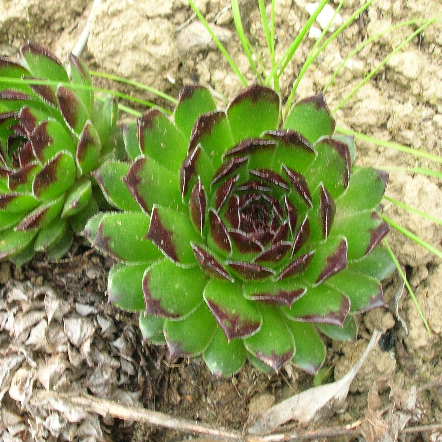 Sempervivum 'Reinhard' ~ Reinhard Hens and Chicks-ServeScape