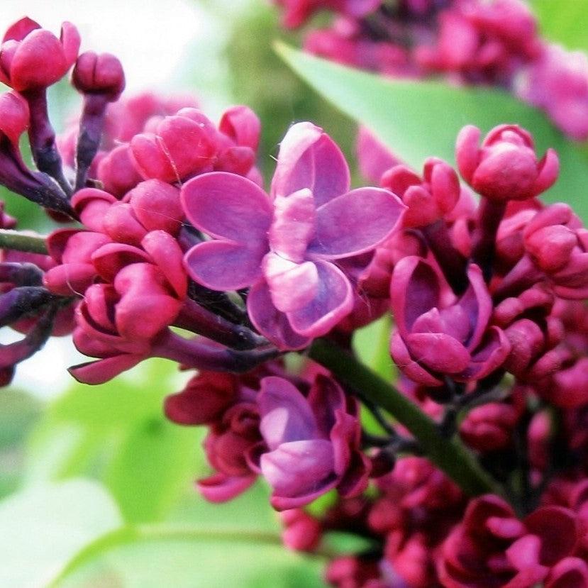 Syringa 'Bailbridget' ~ Virtual Violet® Lilac-ServeScape