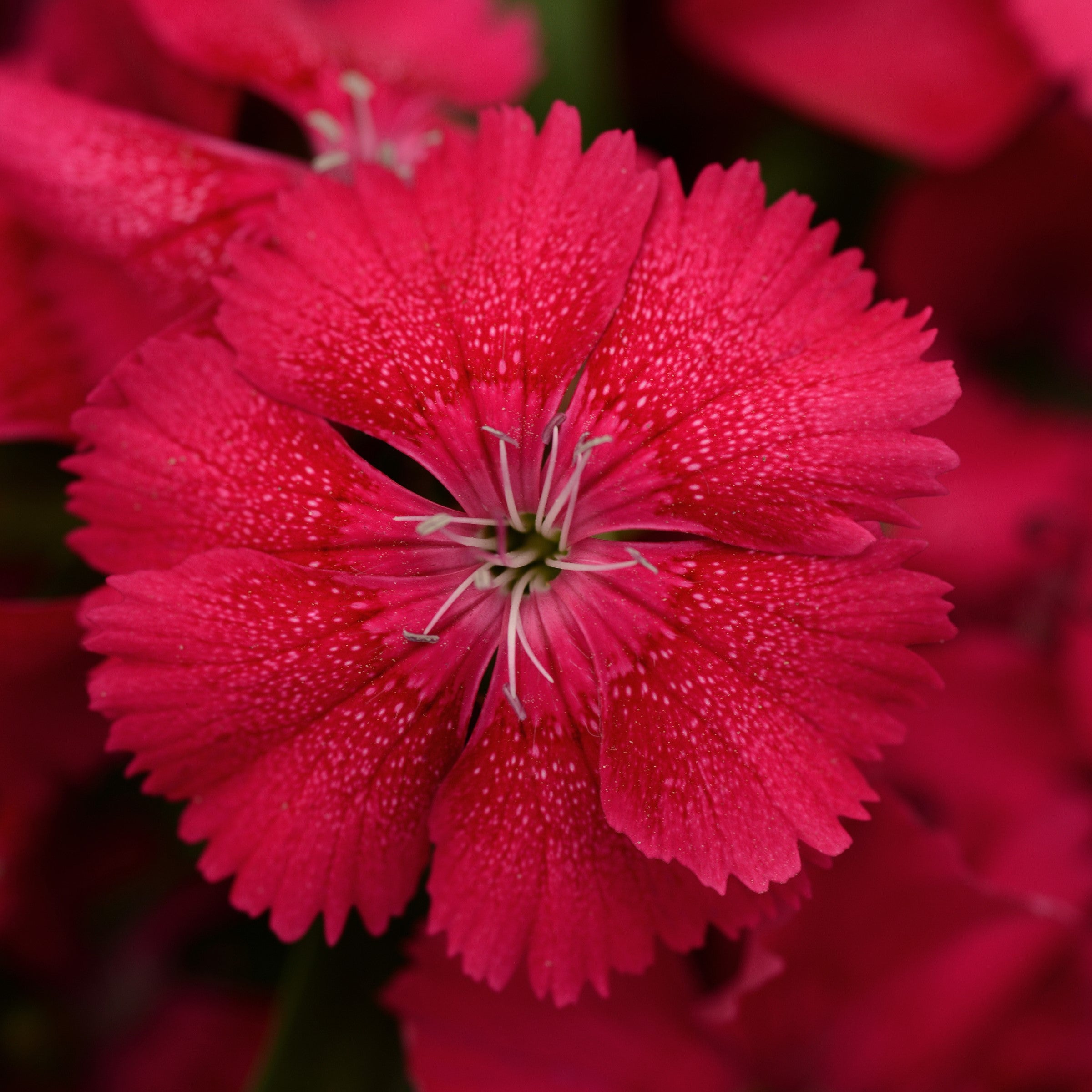 Dianthus chinensis x barbatus 'PAS96822' ~ Floral Lace™ Cherry Dianthu ...