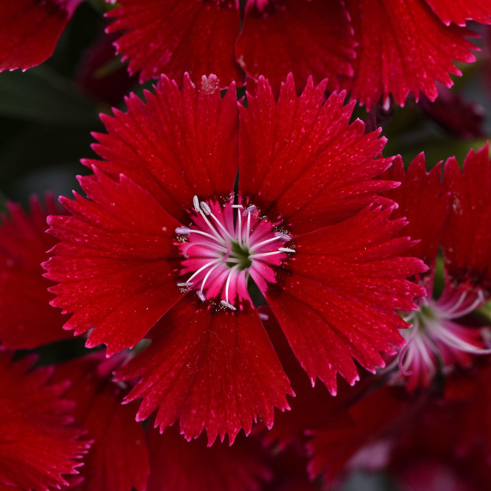 Dianthus chinensis x barbatus 'PAS1141470' ~ Floral Lace™ Red Dianthus-ServeScape