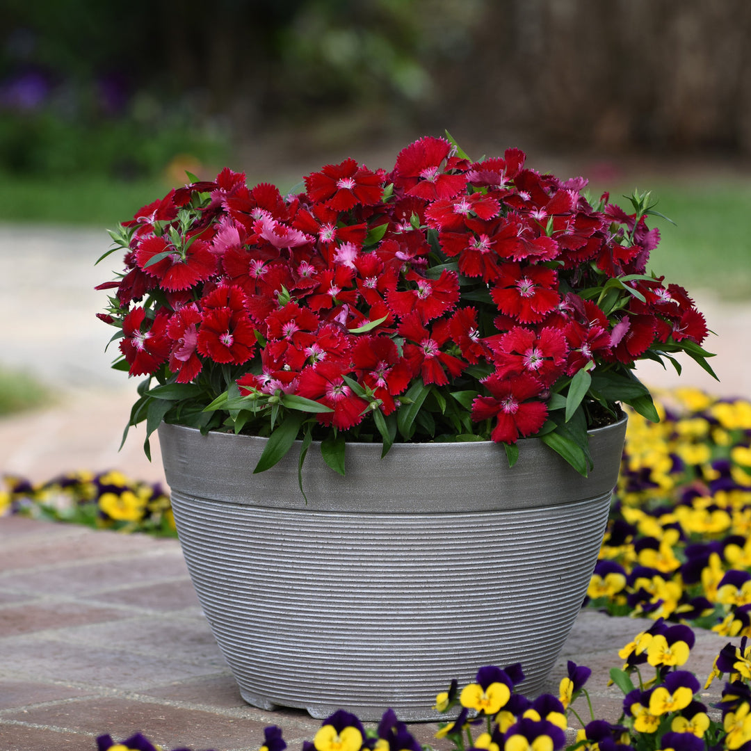 Dianthus chinensis x barbatus 'PAS1141470' ~ Floral Lace™ Red Dianthus-ServeScape