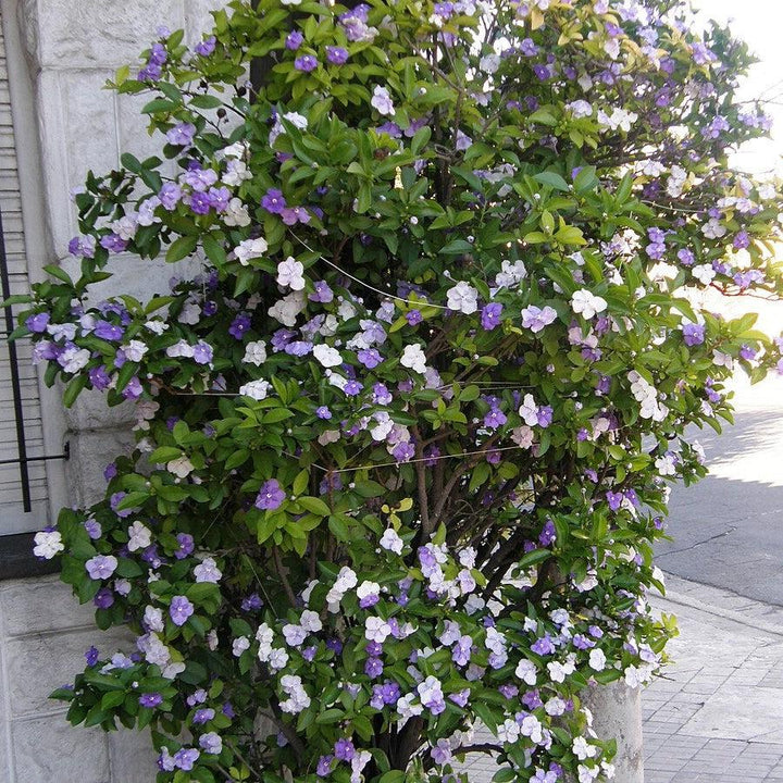 Brunfelsia grandiflora ~ Yesterday, Today and Tomorrow Plant-ServeScape