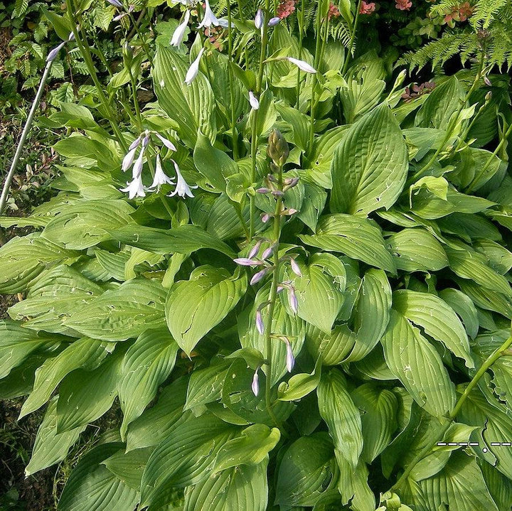 Hosta 'Fortunei Hyacinthina' ~ Fortunei Hyacinthina Hosta-ServeScape