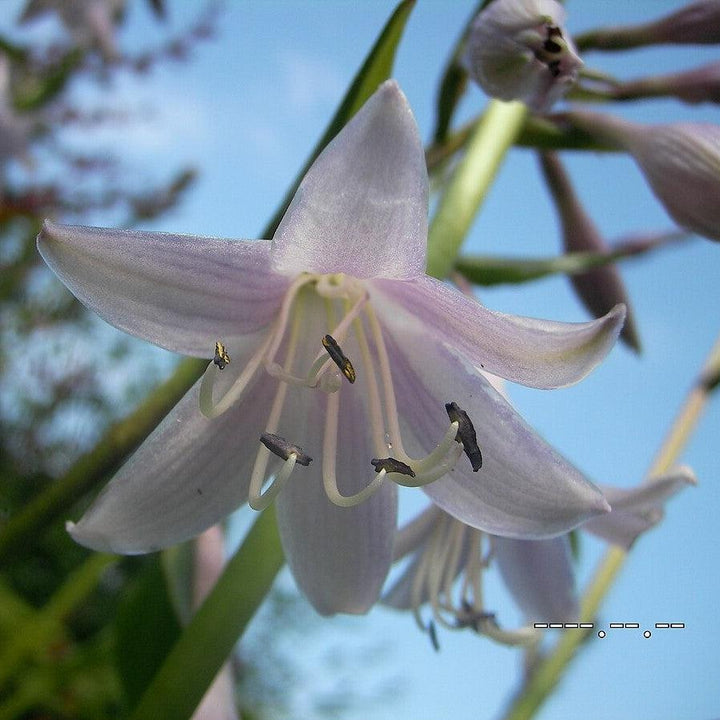Hosta 'Fortunei Hyacinthina' ~ Fortunei Hyacinthina Hosta-ServeScape