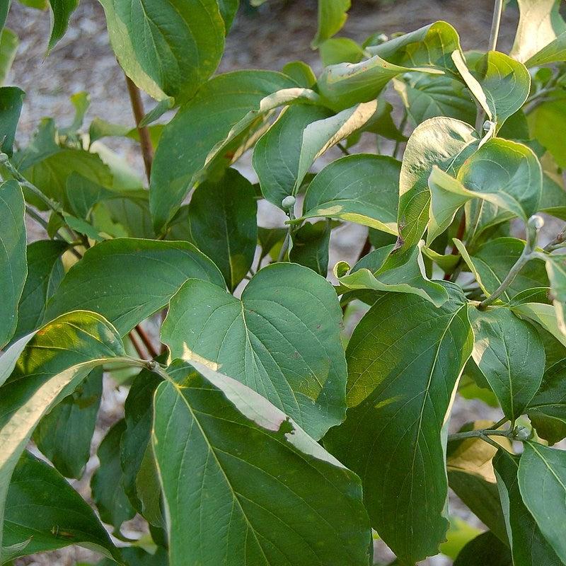 Cornus florida 'Appalachian Spring' ~ Appalachian Spring Dogwood-ServeScape