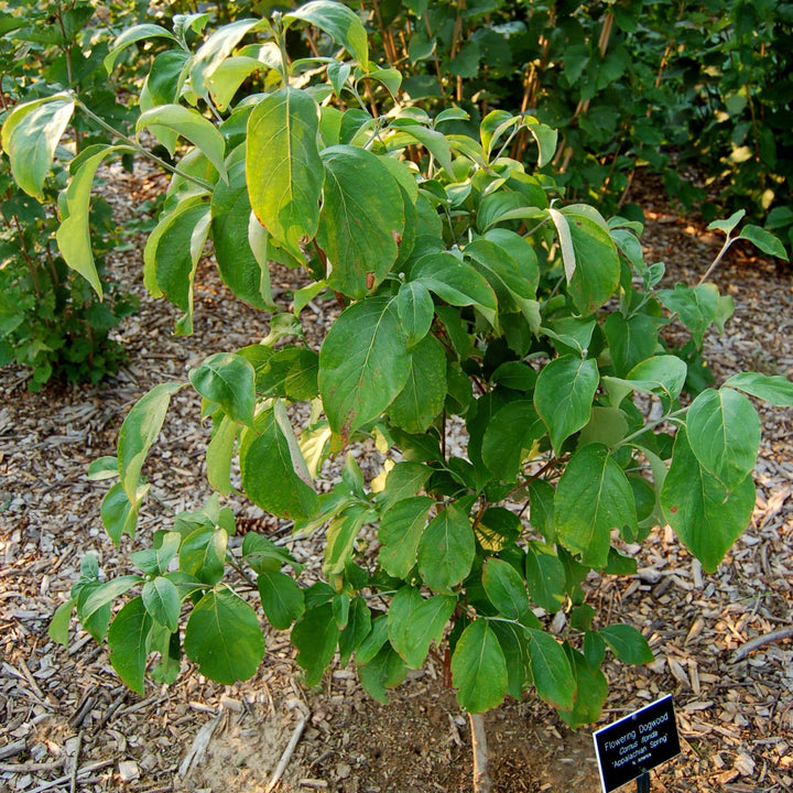 Cornus florida 'Appalachian Spring' ~ Appalachian Spring Dogwood-ServeScape