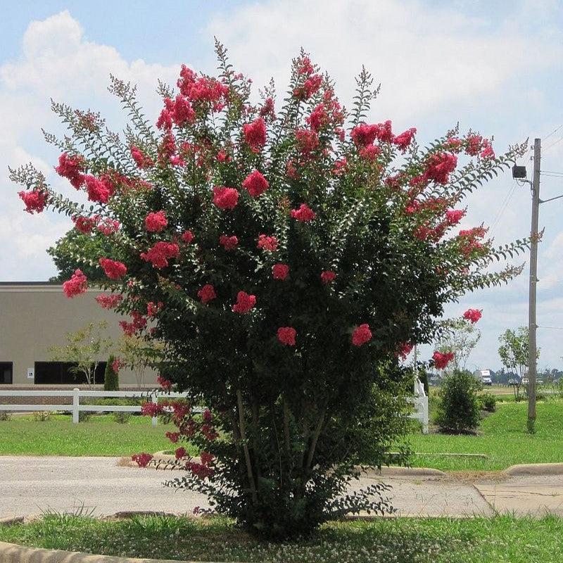Lagerstroemia indica ~ Crape Myrtle-ServeScape