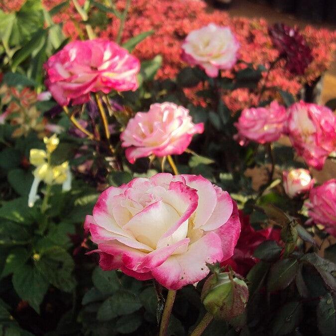 Rosa 'Meiryezza' PP #30,844 ~ Grace N' Grit™ Pink Bicolor Shrub Rose-ServeScape