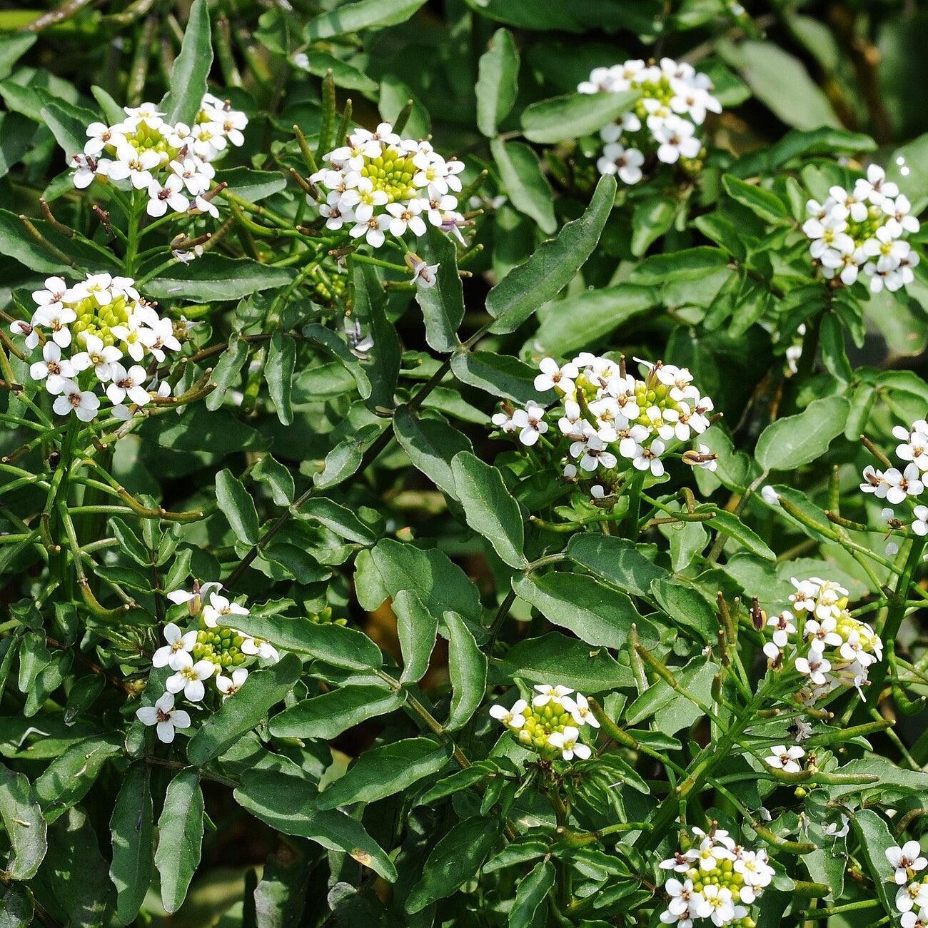 Nasturtium officinale ~ Watercress-ServeScape