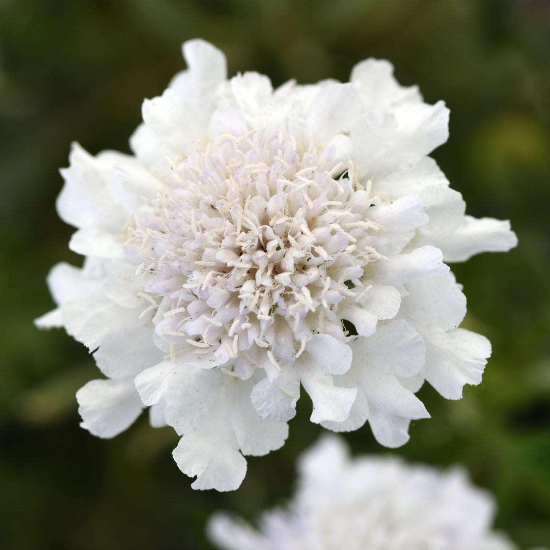 Scabiosa columbaria 'Balflutturite' ~ Flutter® Pure White Pincushion Flower-ServeScape