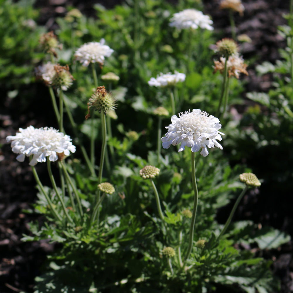 Scabiosa columbaria 'Balflutturite' ~ Flutter® Pure White Pincushion Flower-ServeScape