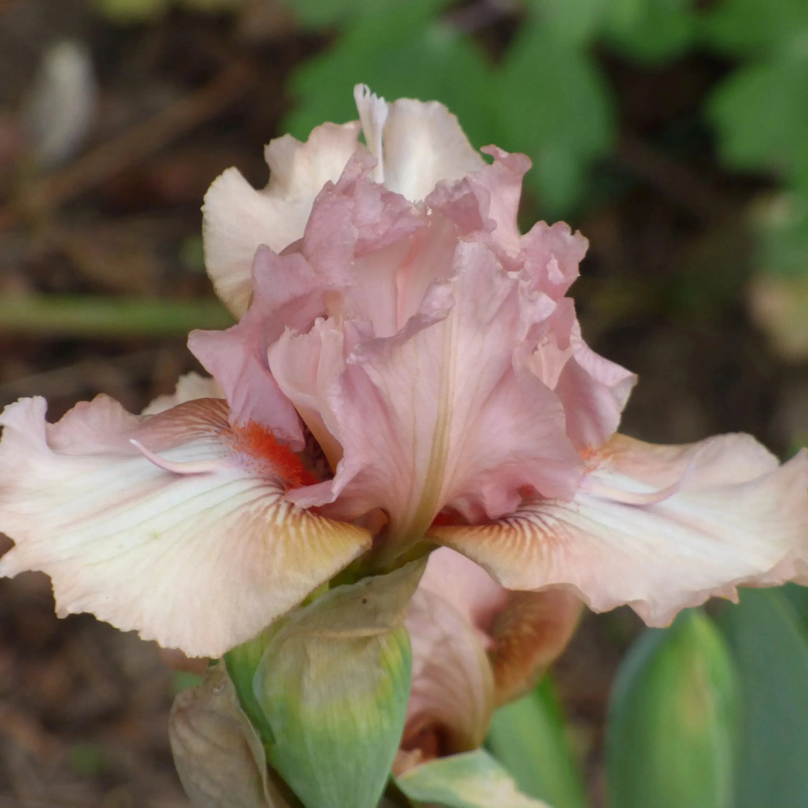 Iris germanica 'Flying Solo' ~ Flying Solo Bearded Iris-ServeScape