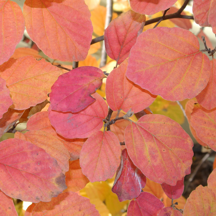 Fothergilla gardenii 'Blue Hawaii' ~ Blue Hawaii Fothergilla-ServeScape