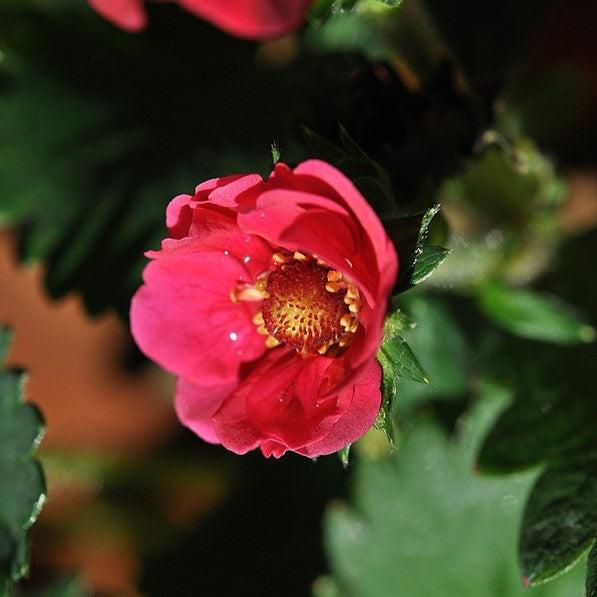 Fragaria x ananassa 'Summer Breeze’ ~ Summer Breeze Strawberry-ServeScape