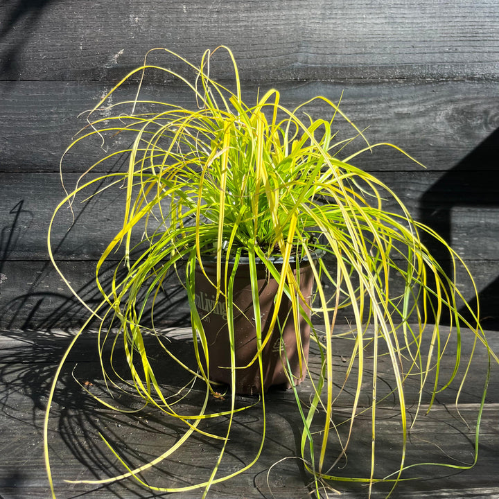 Carex oshimensis 'Everillo' PP#21,002 ~ Monrovia® EverColor® Everillo Sedge-ServeScape