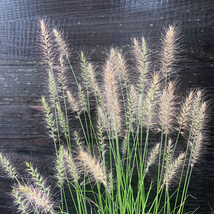 Pennisetum alopecuroides 'Hameln ~ Hameln Fountain Grass-ServeScape