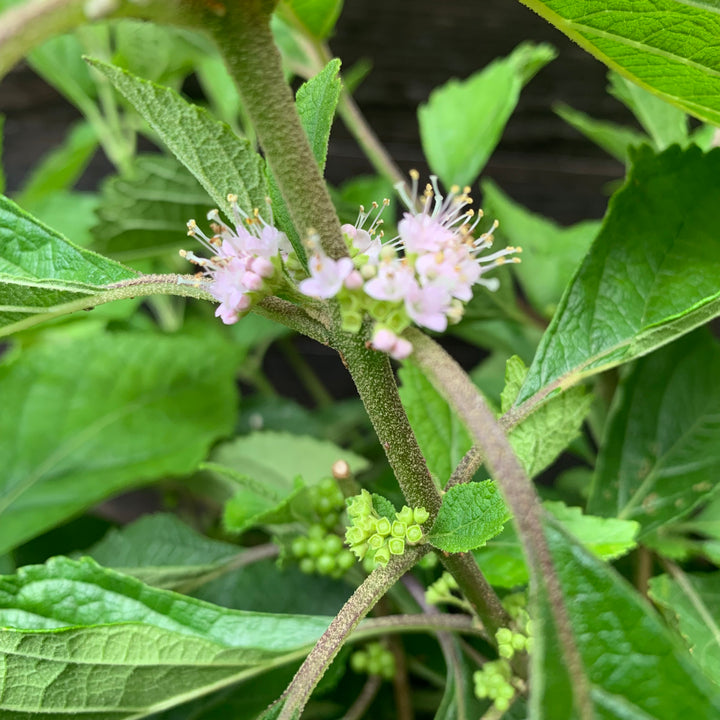 Callicarpa americana ~ American Beautyberry-ServeScape