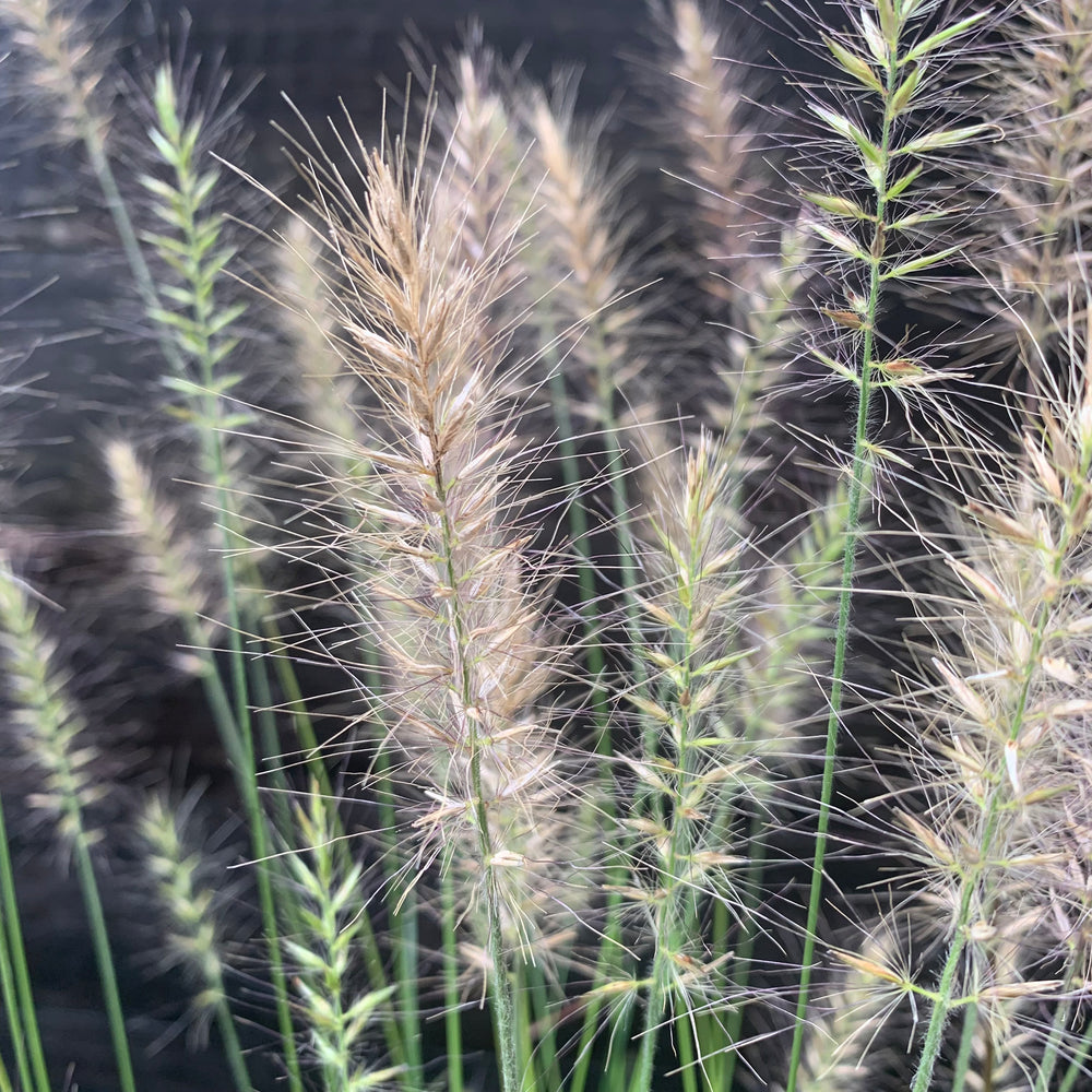 Pennisetum alopecuroides 'Hameln ~ Hameln Fountain Grass-ServeScape