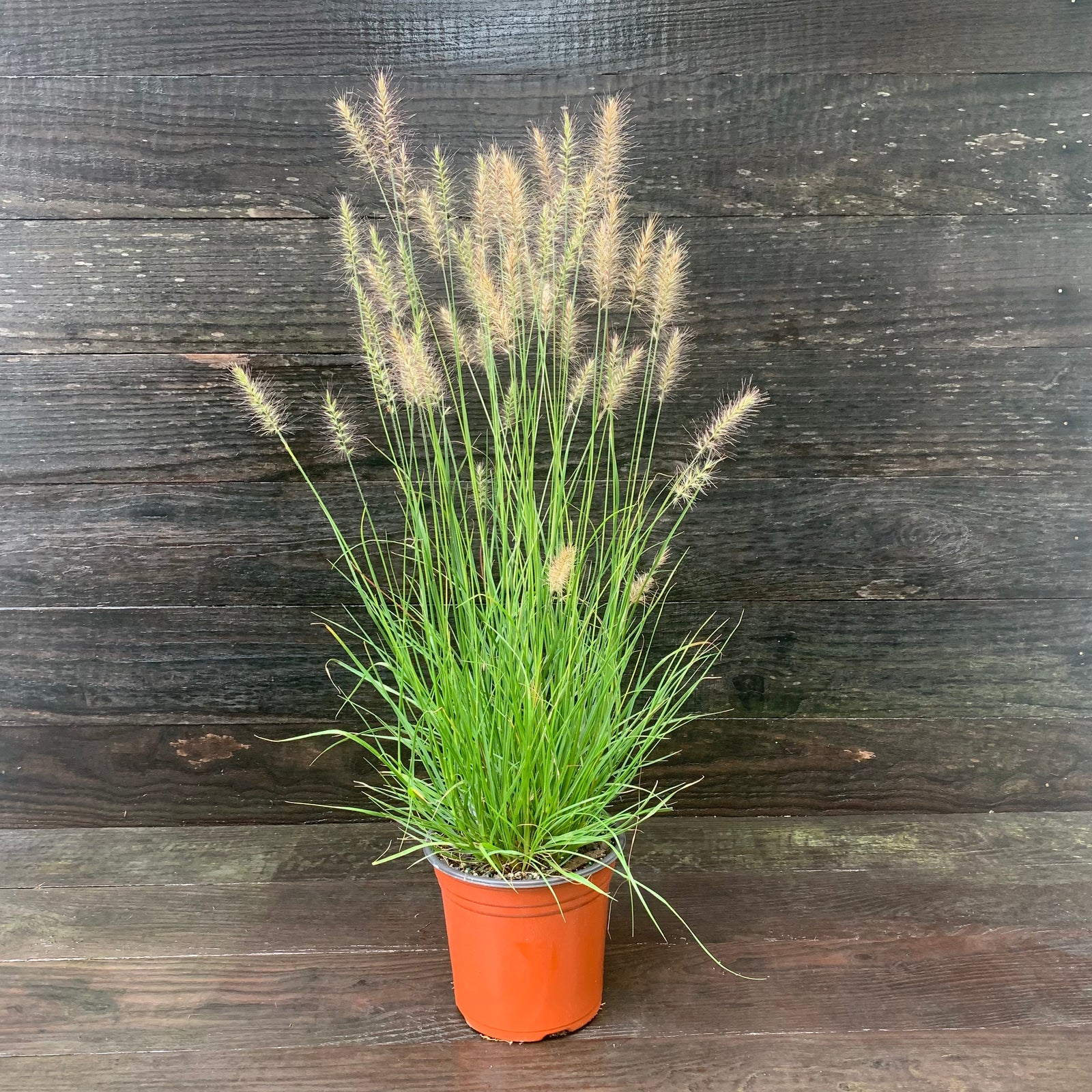 Pennisetum alopecuroides 'Hameln ~ Hameln Fountain Grass-ServeScape