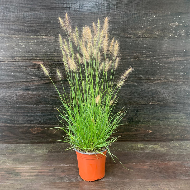 Pennisetum alopecuroides 'Hameln ~ Hameln Fountain Grass-ServeScape