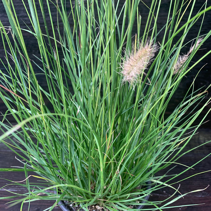 Pennisetum alopecuroides 'Hameln ~ Hameln Fountain Grass-ServeScape