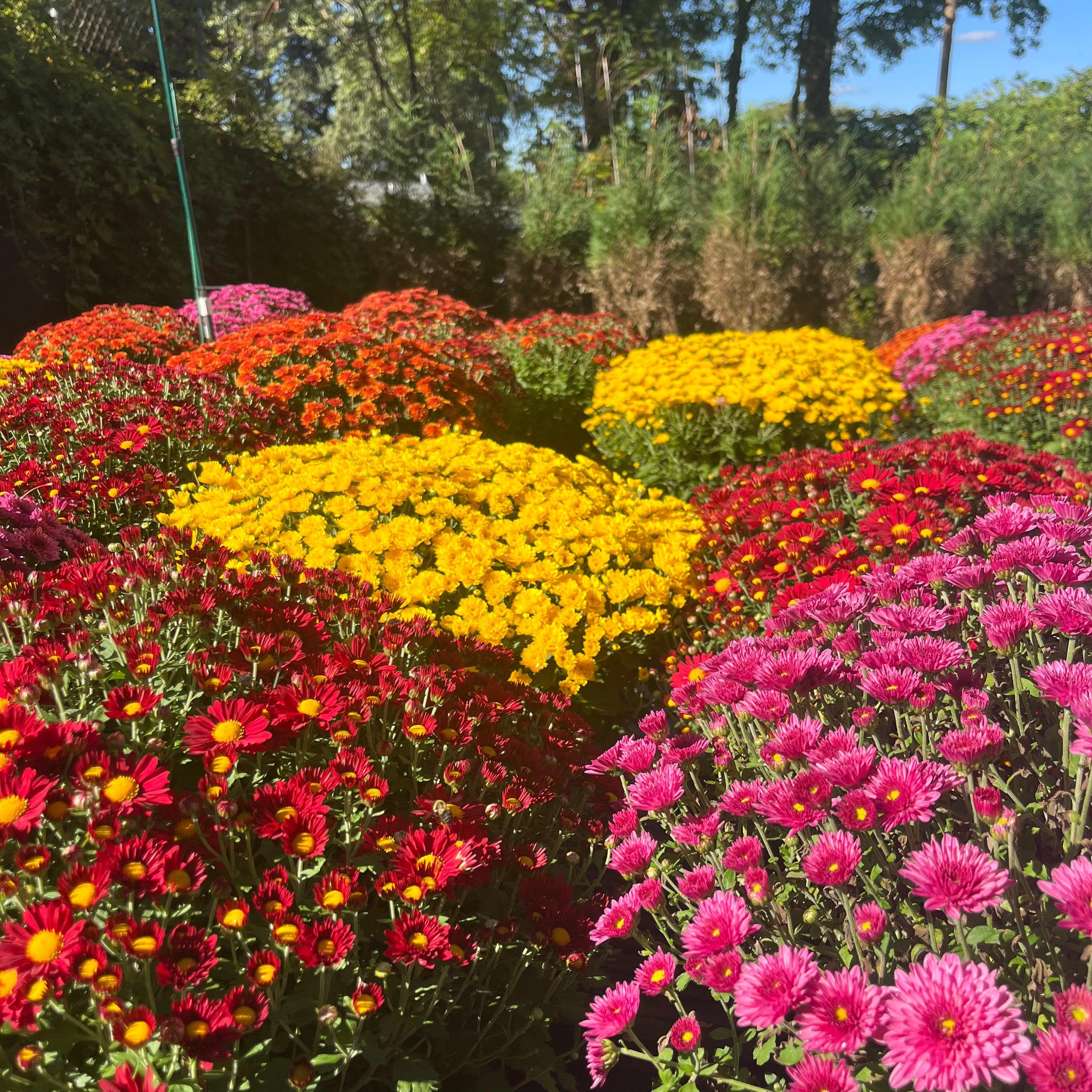 ~ Garden Mums, Assorted Colors-ServeScape