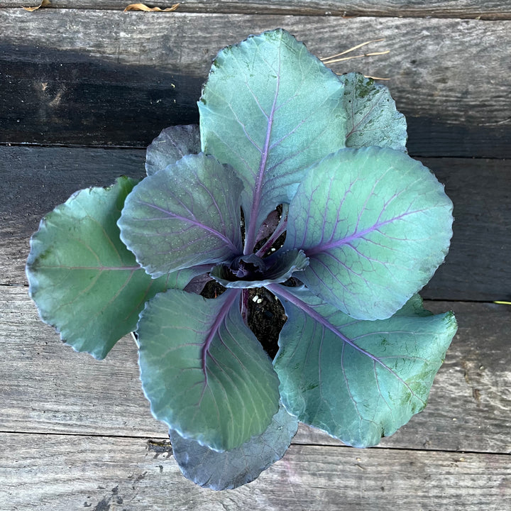 Brassica oleracea (Capitata Group) 'Ruby Perfection' ~ Ruby Perfection Cabbage-ServeScape